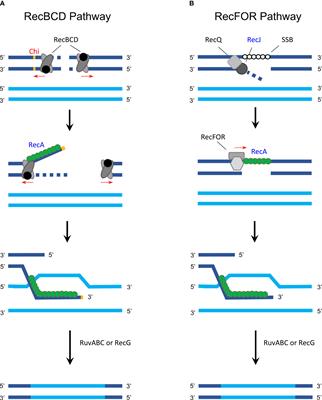 The Impact of Lateral Gene Transfer in Chlamydia